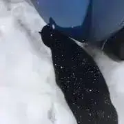 ヘドンの画像