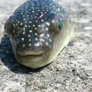 カズピー