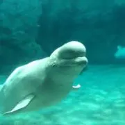 ロビンの画像