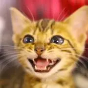 りょうてぃんの画像