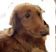 Hana