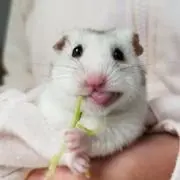 しろぴんの画像