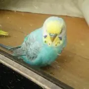 ぴよ子☆