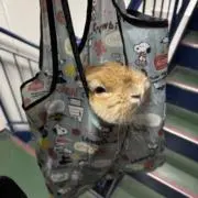 ゴリぽこ。の画像