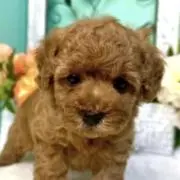 Yuma Poodle❤️の画像