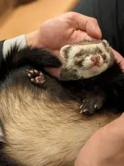 omochiの画像