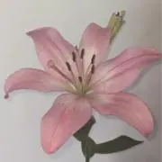 Naa:)の画像
