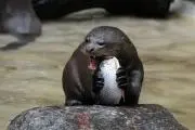 prvcの画像