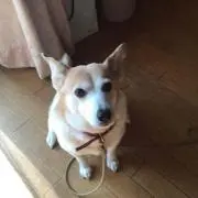 まい
