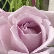 たーの画像