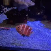 ぽすの画像