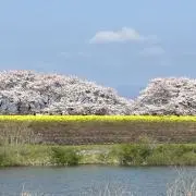 カーネーションの画像