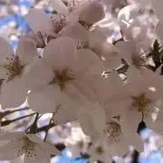 さくらあん