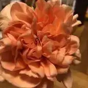 ^_^の画像
