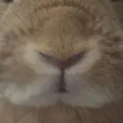 りらの画像