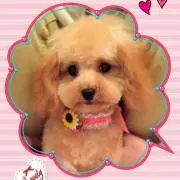 くぅちゃんの画像