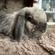 マルの画像