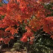 walnutの画像