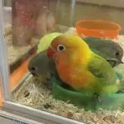 ふみ