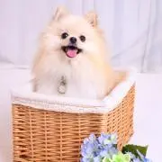 K Tsuyoshiの画像