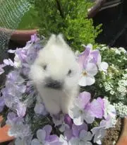 はなmamaの画像