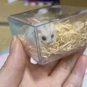 指のりハムたま　キャラメル◎断捨離中◎の画像