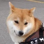 ぴたくんの画像