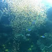 のんたんたんの画像