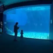 hamaau