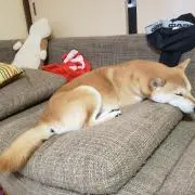 あーたん