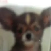 コンチョ