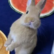 はっぴーの画像