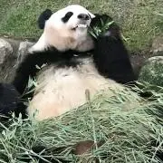 ロロの画像