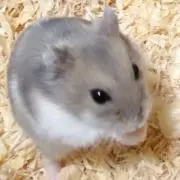 プッチの画像