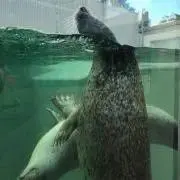 こころの画像
