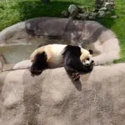 クレアの画像