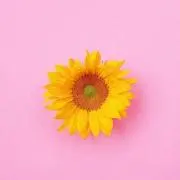 ももの画像