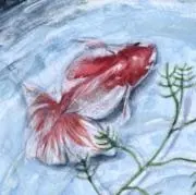金魚の画像