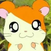 ぽこたんの画像