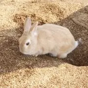 うさぎの画像