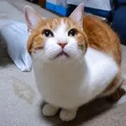 ほげぞうの画像