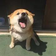 たくななぱぱ