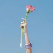 さぬきうどんの画像