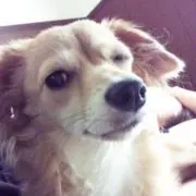 ぱっぴー