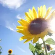 Ku .の画像