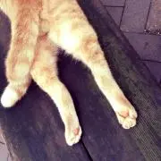 ベル