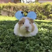 モルモットさんの画像