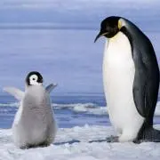 ミッキー