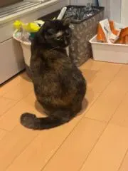 麻太郎