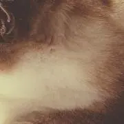 mimicの画像